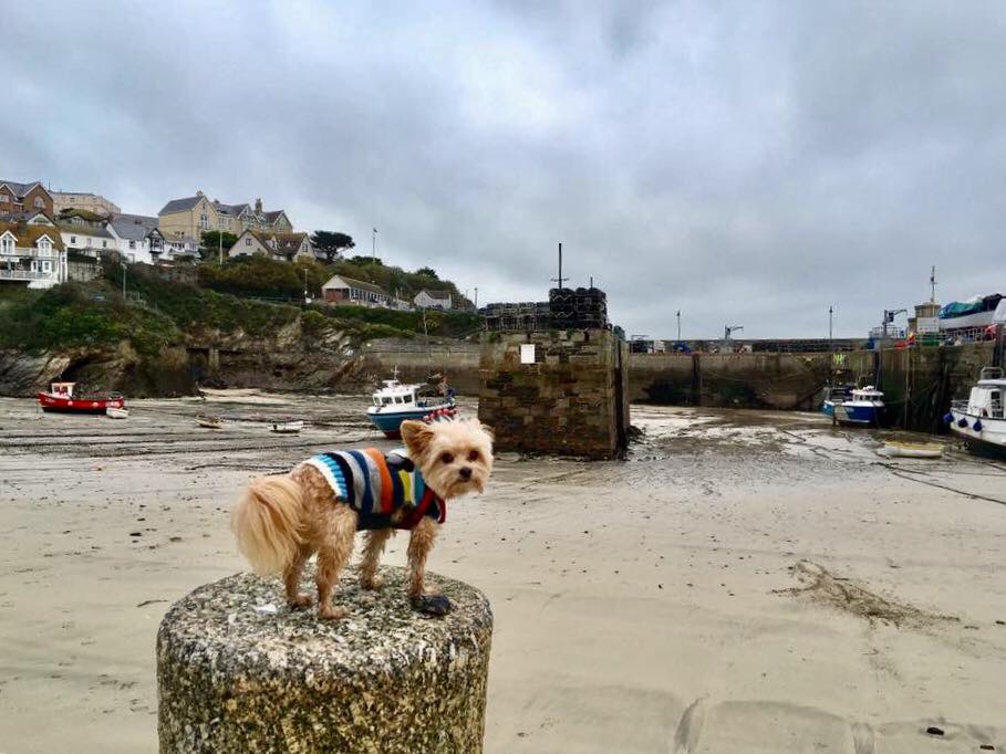 Canine Cottages and Dog Friendly Fun in Cornwall! Newquay